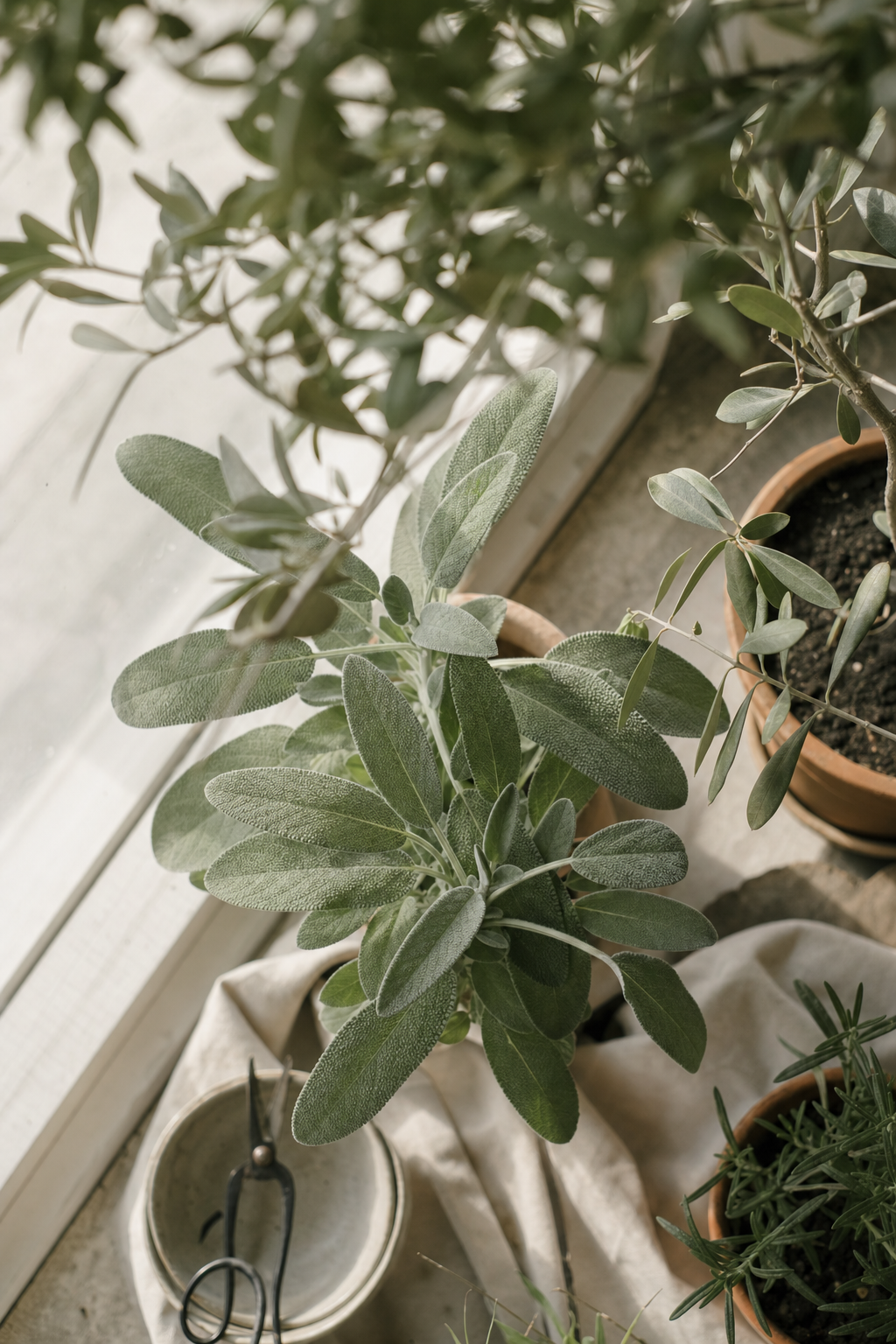 Soft sage and olive houseplants on a sunlit windowsill — calm and grounded.