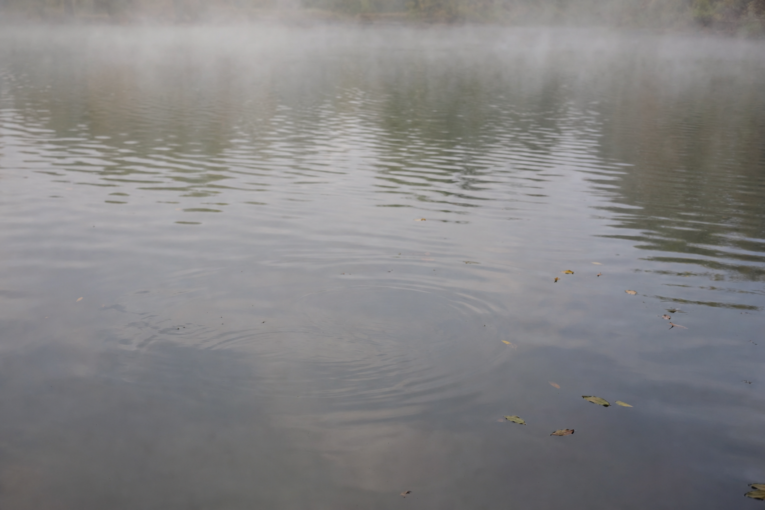 Gentle ripples on a misty pond at dawn.